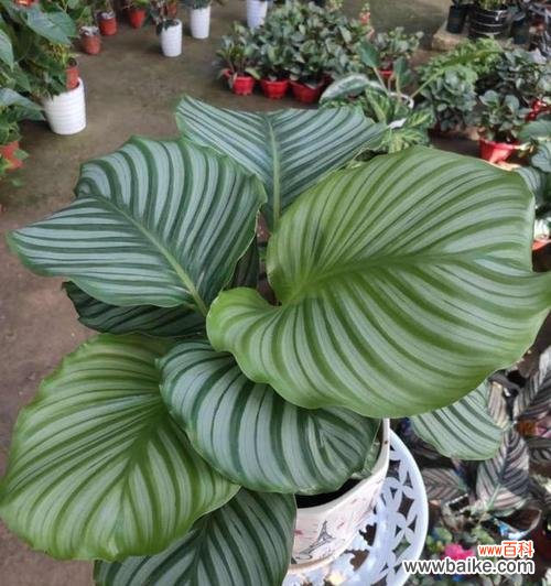 探索青苹果花的美丽与哲思 青苹果花的寓意与象征