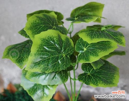 探索青苹果花的美丽与哲思 青苹果花的寓意与象征