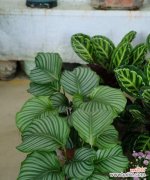 探索青苹果花的美丽与哲思 青苹果花的寓意与象征