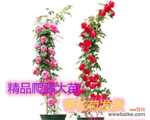 探寻蔷薇花的美丽寓意与深刻内涵 蔷薇花的象征意义及文化价值