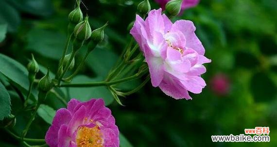 探寻蔷薇花的深层内涵及其在文化中的重要地位 蔷薇花的花语与象征意义