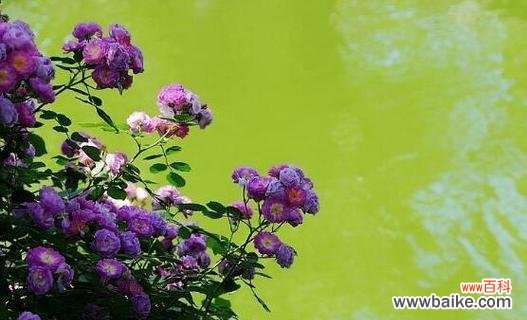 探寻蔷薇花的深层内涵及其在文化中的重要地位 蔷薇花的花语与象征意义