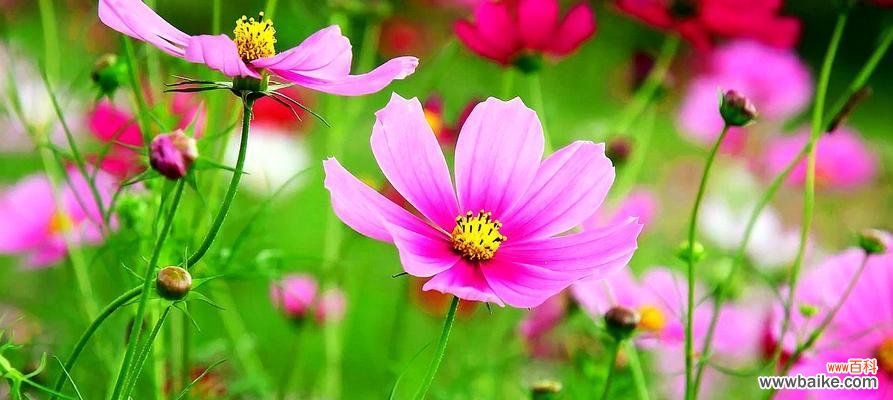 秋英花语的意义与传承 秋英花语与寓意——美丽和坚韧并存的象征