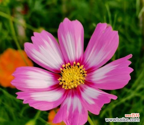 秋英花语的意义与传承 秋英花语与寓意——美丽和坚韧并存的象征