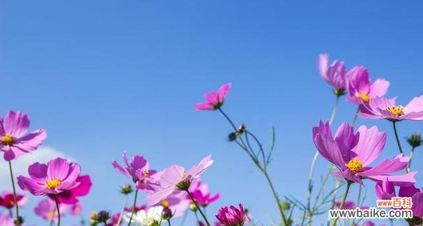 秋英花语的意义与传承 秋英花语与寓意——美丽和坚韧并存的象征