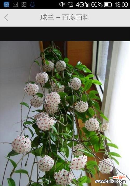 球兰的花语与象征意义 以球兰开花预示着什么意思