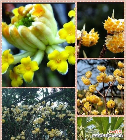 爱的花朵盛放 情人泪开花的寓意与兆头