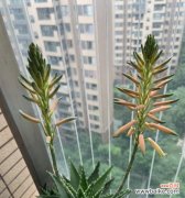 爱的花朵盛放 情人泪开花的寓意与兆头