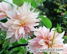 揭示球菊的花语和象征意义 球菊的花语和寓意