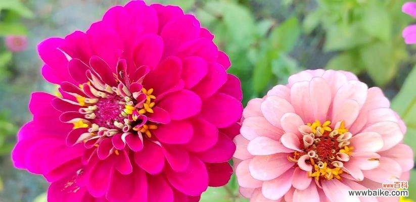 揭示球菊的花语和象征意义 球菊的花语和寓意