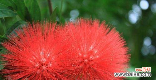 探寻绒花的深层含义 绒花之美——花语与寓意