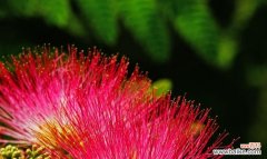 探寻绒花的深层含义 绒花之美——花语与寓意