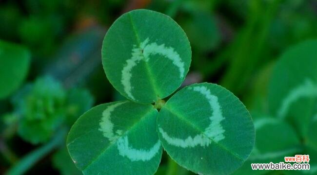 揭示幸运与希望的奥秘 三叶草的花语与寓意