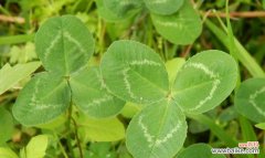 解析三叶草的历史、文化和神话背景 三叶草的象征意义——幸运、希望与繁荣