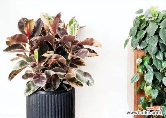 探寻散尾葵花开的含义 散尾葵的花朵开放寓意与兆头