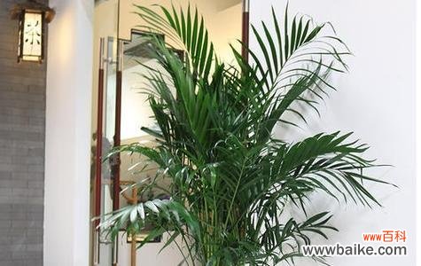 探寻散尾葵花开的含义 散尾葵的花朵开放寓意与兆头