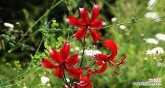 探寻山丹花的深层意义 以山丹花的寓意和象征