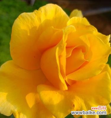 用月季花语传递情感 月季花语