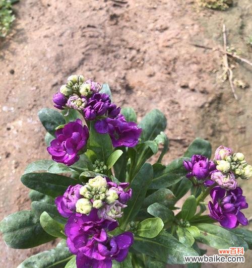 美丽花园中的紫色诗篇——了解紫罗兰的种植及其含义 探究栽培紫罗兰花卉的意义