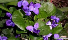 美丽花园中的紫色诗篇——了解紫罗兰的种植及其含义 探究栽培紫罗兰花卉的意义