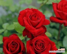 探索月季切花的独特魅力 月季切花的美丽与魅力