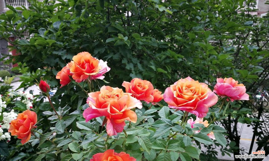 优化水分供给 月季见干浇水的水分管理技巧