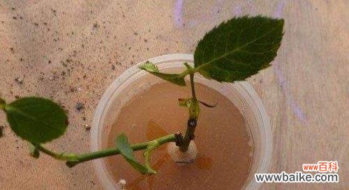 优化水分供给 月季见干浇水的水分管理技巧