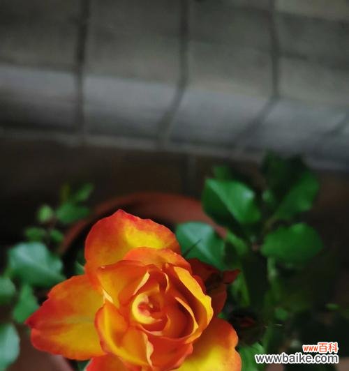 优化水分供给 月季见干浇水的水分管理技巧