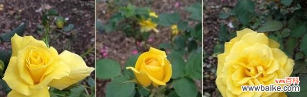 探秘月季和玫瑰的神秘花语 花语之月季与玫瑰