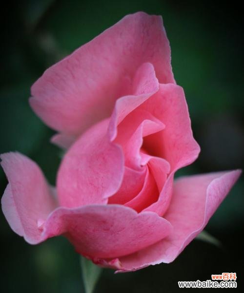 探秘月季和玫瑰的神秘花语 花语之月季与玫瑰