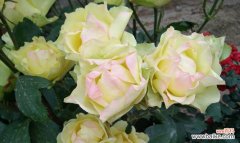 探秘月季和玫瑰的神秘花语 花语之月季与玫瑰