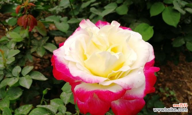 揭开月季花的神秘面纱 月季的象征意义