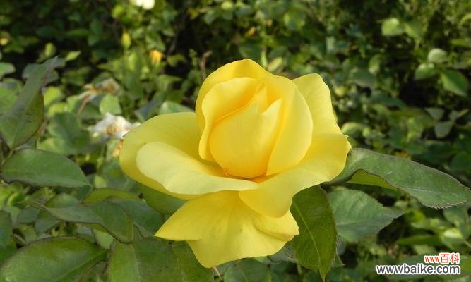 揭开月季花的神秘面纱 月季的象征意义