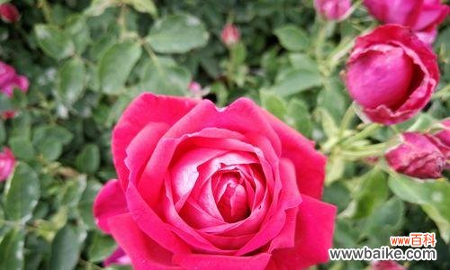 云南小玫瑰 探寻云南小玫瑰的独特魅力