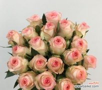 云南小玫瑰 探寻云南小玫瑰的独特魅力