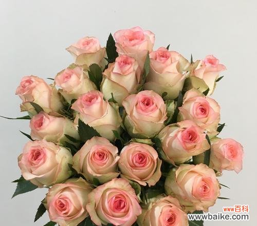 云南小玫瑰 探寻云南小玫瑰的独特魅力