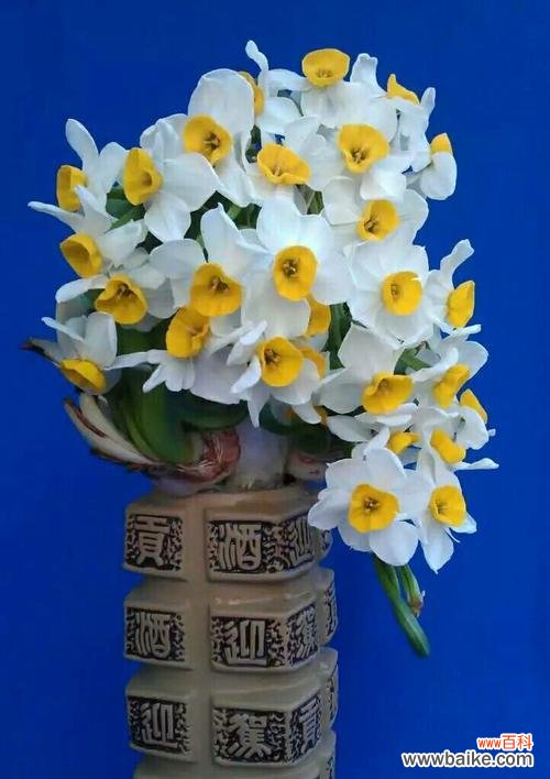 揭示中国水仙花所传达的深刻内涵 中国水仙的花语与寓意