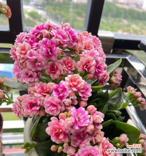 探索中国文化中长寿花的神秘之处 中国传统文化中长寿花的象征意义