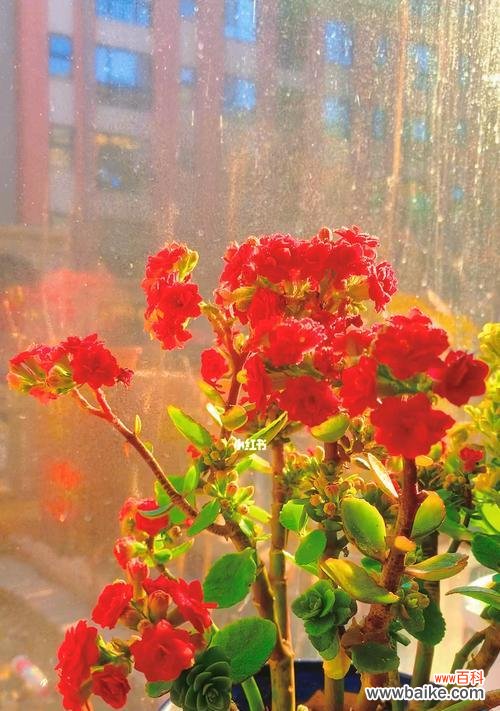 探索中国文化中长寿花的神秘之处 中国传统文化中长寿花的象征意义