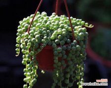 探寻珍珠吊兰的美丽祝福之语 珍珠吊兰花语