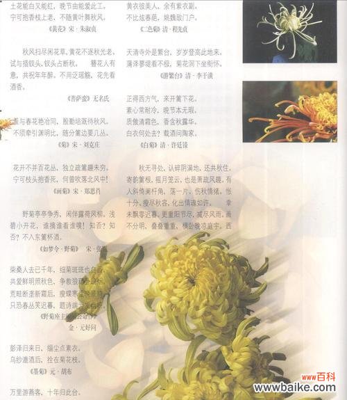 解读重瓣菊花的花语与象征意义 重瓣菊花的花语与象征