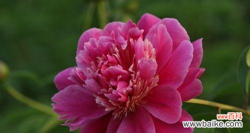 揭开芍药花的心灵密码 芍药花的象征意义与美丽魅力
