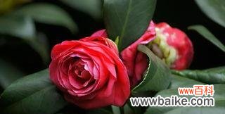 美丽绽放的山茶花 山茶花的象征意义及其美丽传承