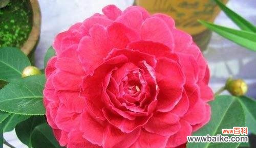 美丽绽放的山茶花 山茶花的象征意义及其美丽传承