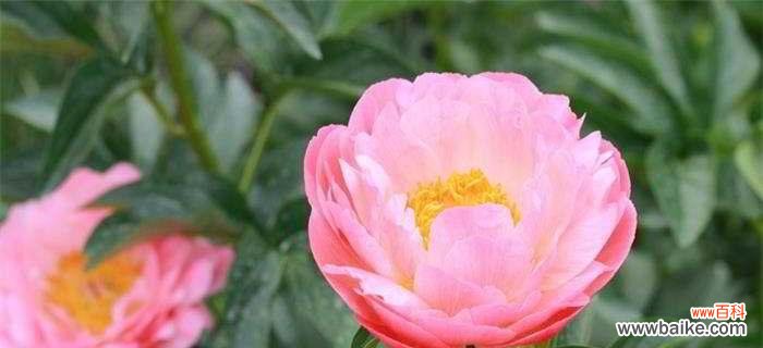 以芍药花为媒介 芍药花语