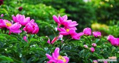 探寻芍药花的情感内涵 芍药花的寓意与象征