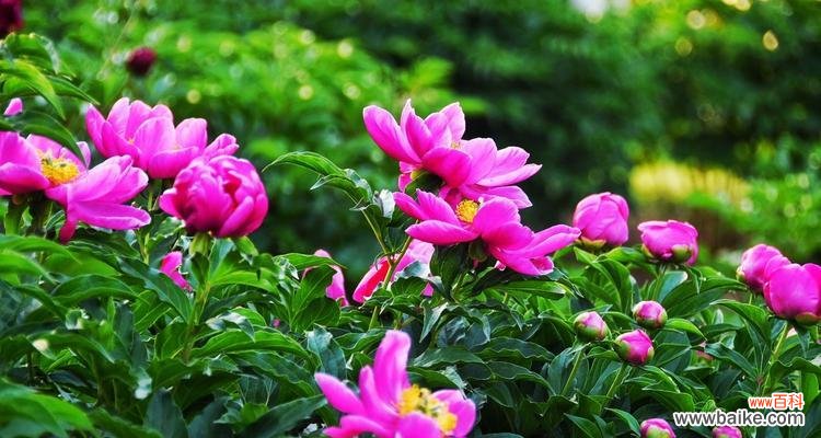 探寻芍药花的情感内涵 芍药花的寓意与象征