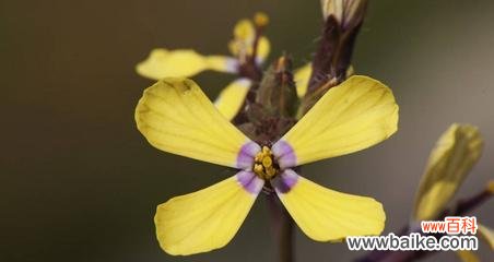 了解十字花科植物的形态特征 十字花科植物的主要特征
