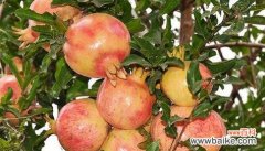 生肖属猪的人适合以石榴代表自己 以石榴寓意的生肖