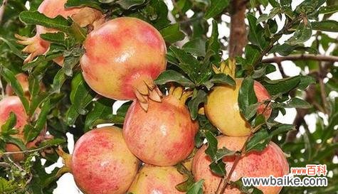 生肖属猪的人适合以石榴代表自己 以石榴寓意的生肖